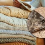 Cómo eliminar las polillas de los armarios: una sola planta puede ayudarte a olvidarte de las plagas Cómo eliminar las polillas de los armarios: una sola planta