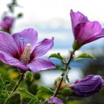 Cómo podar correctamente los hibiscos para conseguir un arbusto frondoso Cómo podar correctamente los hibiscos para conseguir un arbusto frondoso