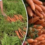 Cómo saber cuándo están maduras las zanahorias: los mejores días para cosecharlas Cómo saber cuándo están maduras las zanahorias: los mejores días