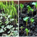 En qué se pueden plantar microgreens: un ingenioso truco deslumbrará con resultados impresionantes En qué se pueden plantar microgreens: un ingenioso truco deslumbrará