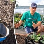 Es posible: un cultivador de dacha reveló una forma sencilla de cultivar coles tempranas en otoño Es posible: un cultivador de dacha reveló una forma sencilla