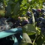 Los arándanos resisten cquier helada: el jardinero desvela los principales secretos para cuidarlos en otoño Los arándanos resisten cquier helada: el jardinero desvela los principales